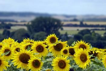 Sunflowers | Obraz na stenu