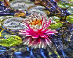 Water Lily | Obraz na stenu