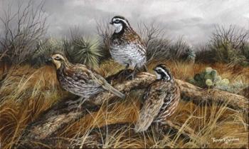 Bobwhite Trio 2 | Obraz na stenu