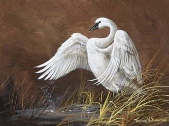 Swan Song | Obraz na stenu