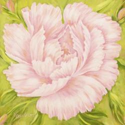 Pink Peony | Obraz na stenu