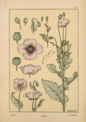 Plate 04 - Poppy | Obraz na stenu