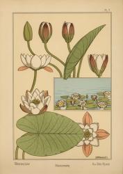 Plate 07 - Water-Lily | Obraz na stenu