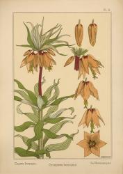 Plate 16 - Crown Imperial | Obraz na stenu