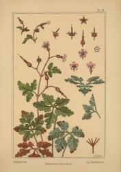 Plate 19 - Geranium | Obraz na stenu