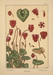 Plate 22 - Cyclamen | Obraz na stenu