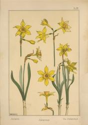 Plate 28 - Jonquil | Obraz na stenu