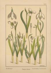 Plate 31 - Snowdrop | Obraz na stenu