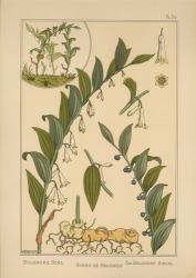 Plate 34 - Solomon's Seal | Obraz na stenu