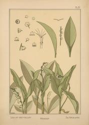 Plate 37 - Lily of the Valley | Obraz na stenu