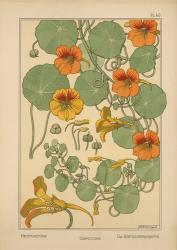 Plate 40 - Nasturtium | Obraz na stenu