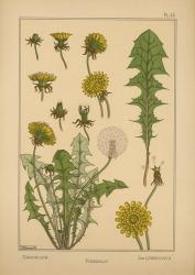 Plate 43 - Dandelion | Obraz na stenu