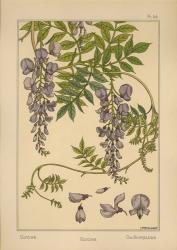 Plate 46 - Glycine | Obraz na stenu