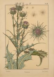 Plate 58 - Thistle | Obraz na stenu