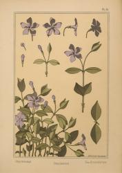 Plate 61 - Periwinkle | Obraz na stenu