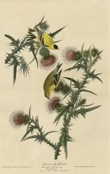 American Goldfinch | Obraz na stenu