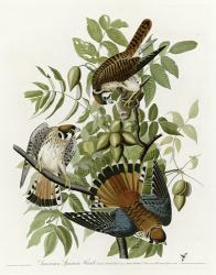 American Sparrow Hawk | Obraz na stenu