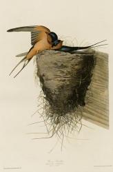 Barn Swallow | Obraz na stenu