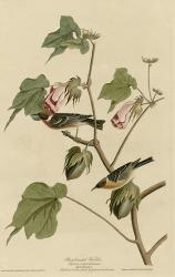 Bay Breasted Warbler | Obraz na stenu