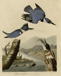 Belted Kingfisher | Obraz na stenu