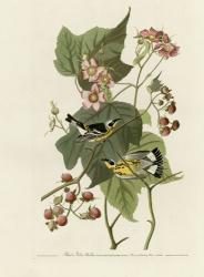 Black And Yellow Warblers | Obraz na stenu