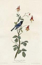 Black Throated Blue Warbler | Obraz na stenu