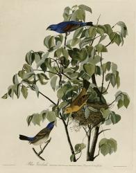 Blue Grosbeak | Obraz na stenu