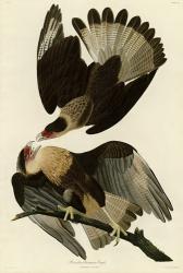 Brasilian Caracara Eagle | Obraz na stenu
