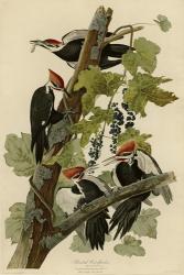 Pileated Woodpecker | Obraz na stenu