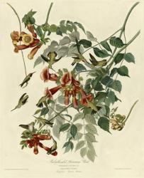 Rubythroated Hummingbird | Obraz na stenu
