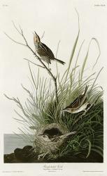 Sharp Tailed Finch | Obraz na stenu