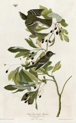 Small Green Crested Flycatcher | Obraz na stenu