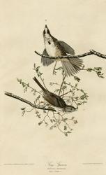 Song Sparrow | Obraz na stenu