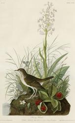 Tawny Thrush | Obraz na stenu