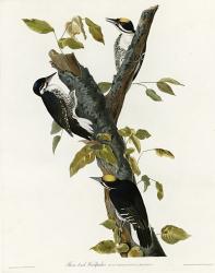 Three Toed Woodpecker | Obraz na stenu