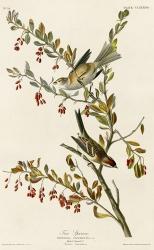 Tree Sparrow | Obraz na stenu