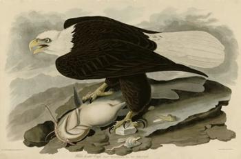 White Headed Eagle | Obraz na stenu