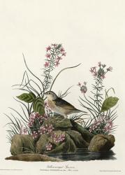 Yellow Winged Sparrow | Obraz na stenu