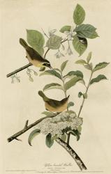 Yellowbreasted Warbler | Obraz na stenu
