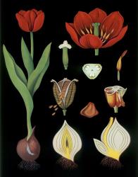 Garden Tulip | Obraz na stenu