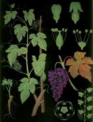 Wine Grapevine | Obraz na stenu