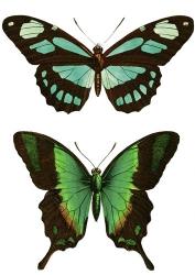Aqua Butterflies | Obraz na stenu