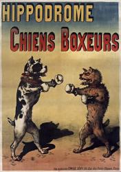 Boxer Dogs | Obraz na stenu