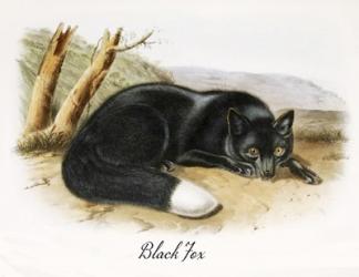Black Fox | Obraz na stenu