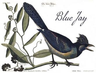 Blue Jay | Obraz na stenu