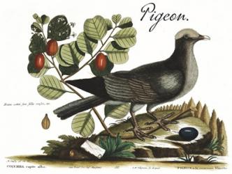 Pigeon | Obraz na stenu