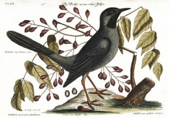 Red Legged Thrush | Obraz na stenu