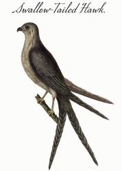 Swallow Tailed Hawk | Obraz na stenu