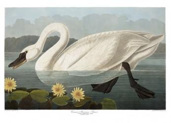 Swan | Obraz na stenu