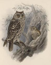 Tree Owls, 1902 | Obraz na stenu